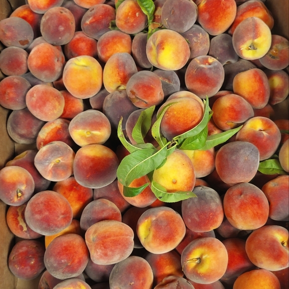 Meet your Posher - Picture 1 of 1